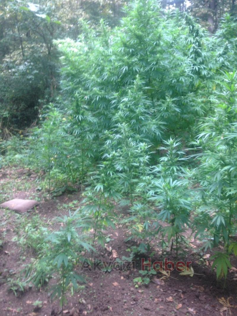 Jandarma’dan Kenevir Operasyonu