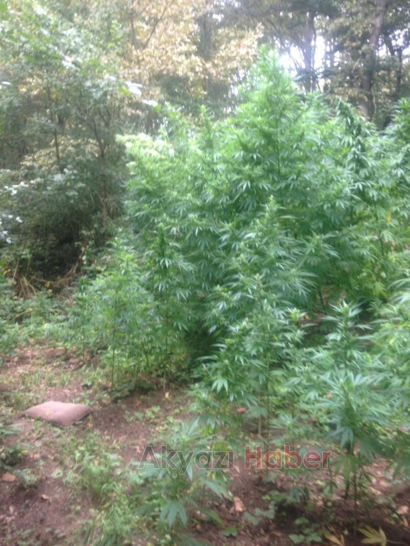 Jandarma’dan Kenevir Operasyonu