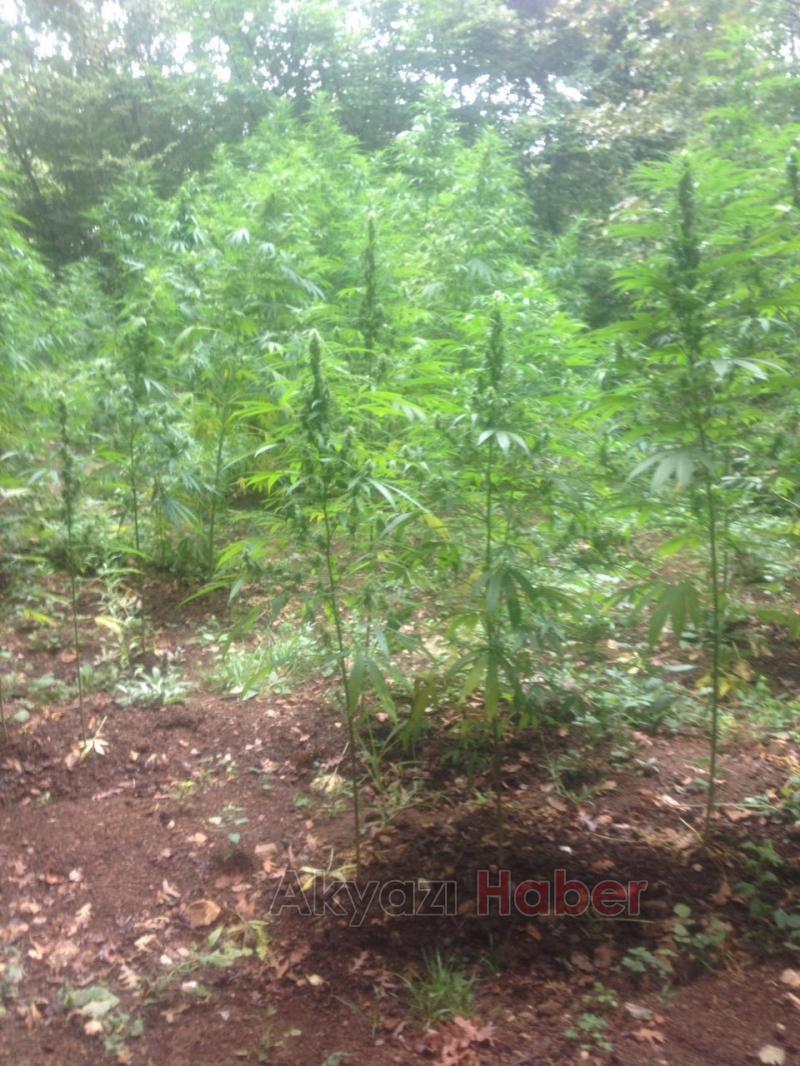 Jandarma’dan Kenevir Operasyonu