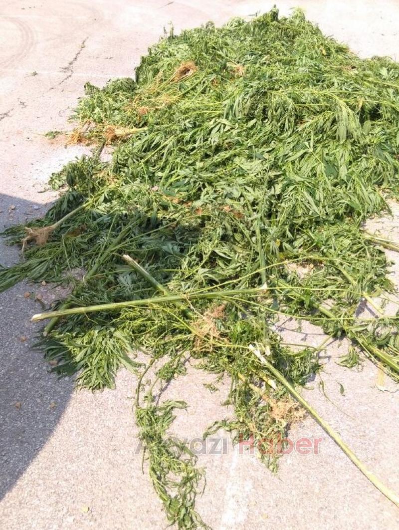 Jandarma’dan Kenevir Operasyonu