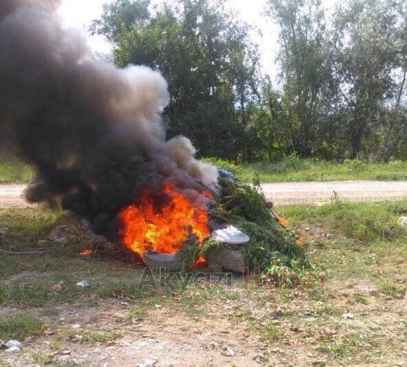 Jandarma’dan Kenevir Operasyonu