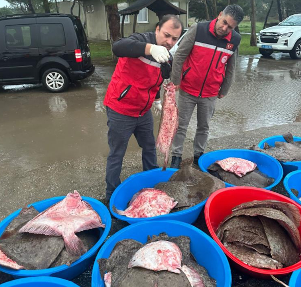 Kaçak avlanan 500 kalkan balığına el konuldu