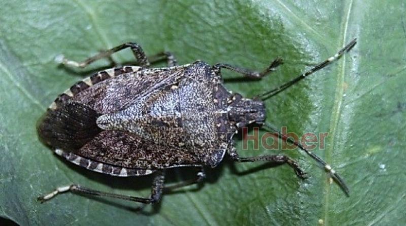 Kahverengi kokarca alarmı