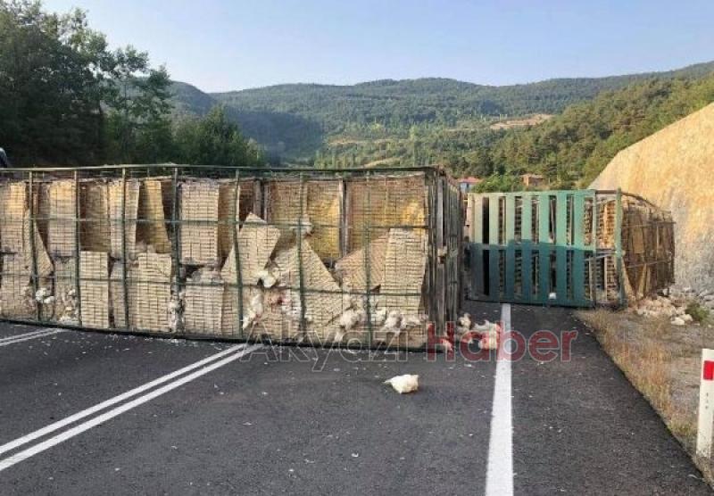 Kamyon devrildi piliçler yola saçıldı