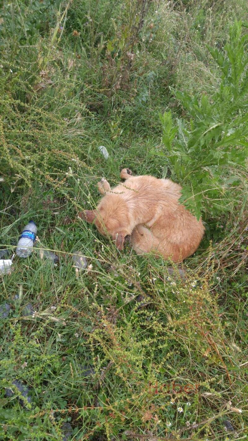 Kamyonet Yoldan Çıktı