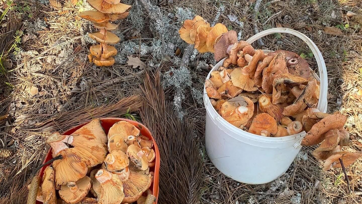 Kanlıca mantarı bereketi