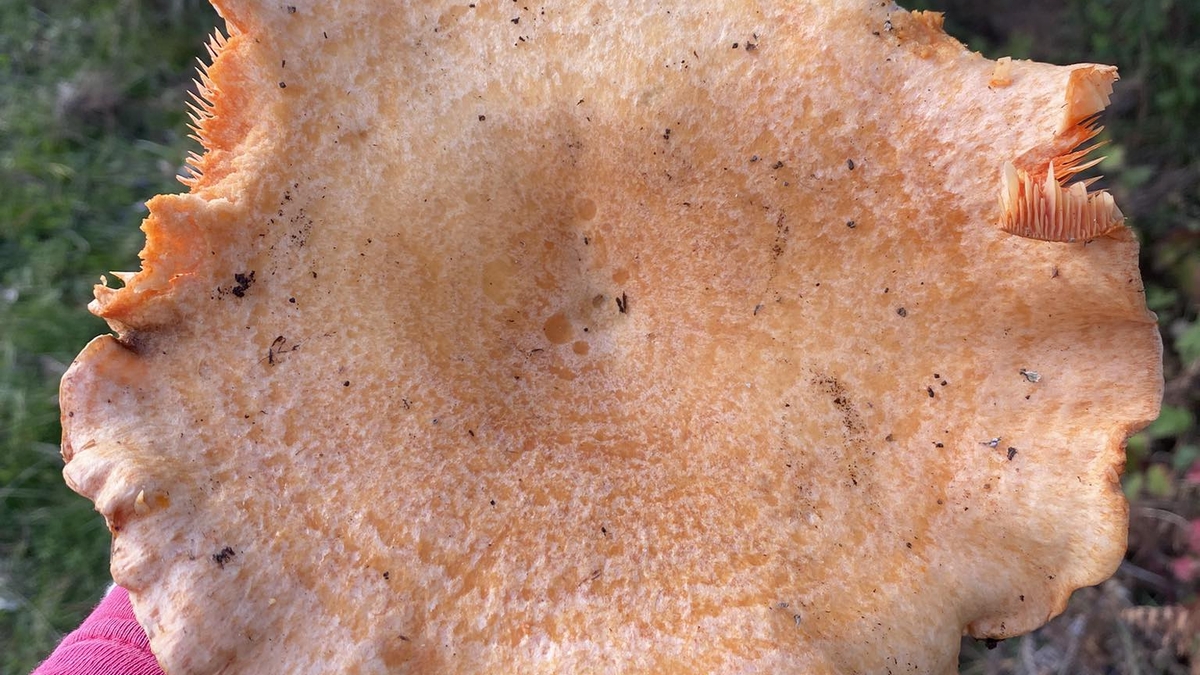 Kanlıca mantarı bereketi