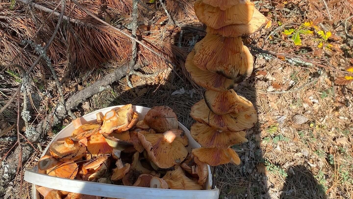 Kanlıca mantarı bereketi