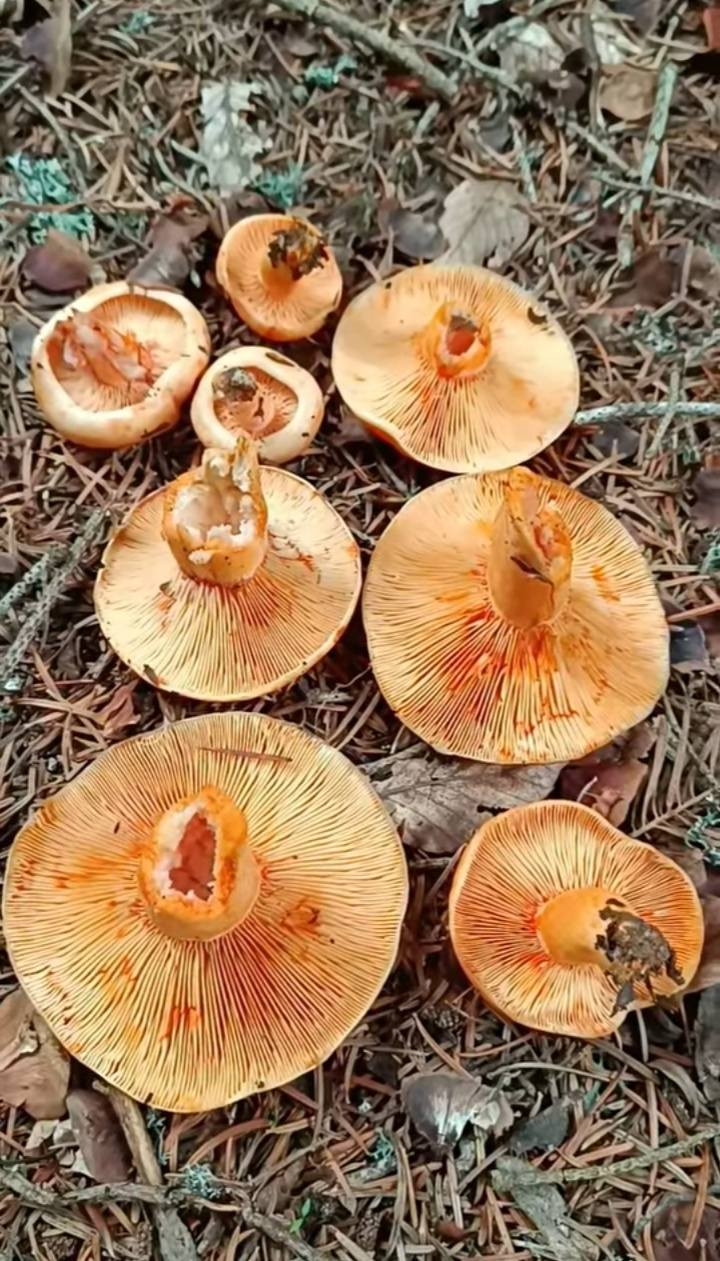 Kanlıca mantarı bereketi