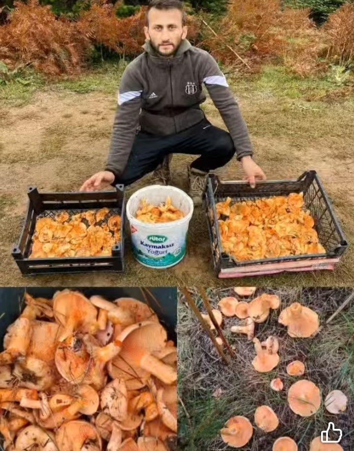 Kanlıca mantarı bereketi