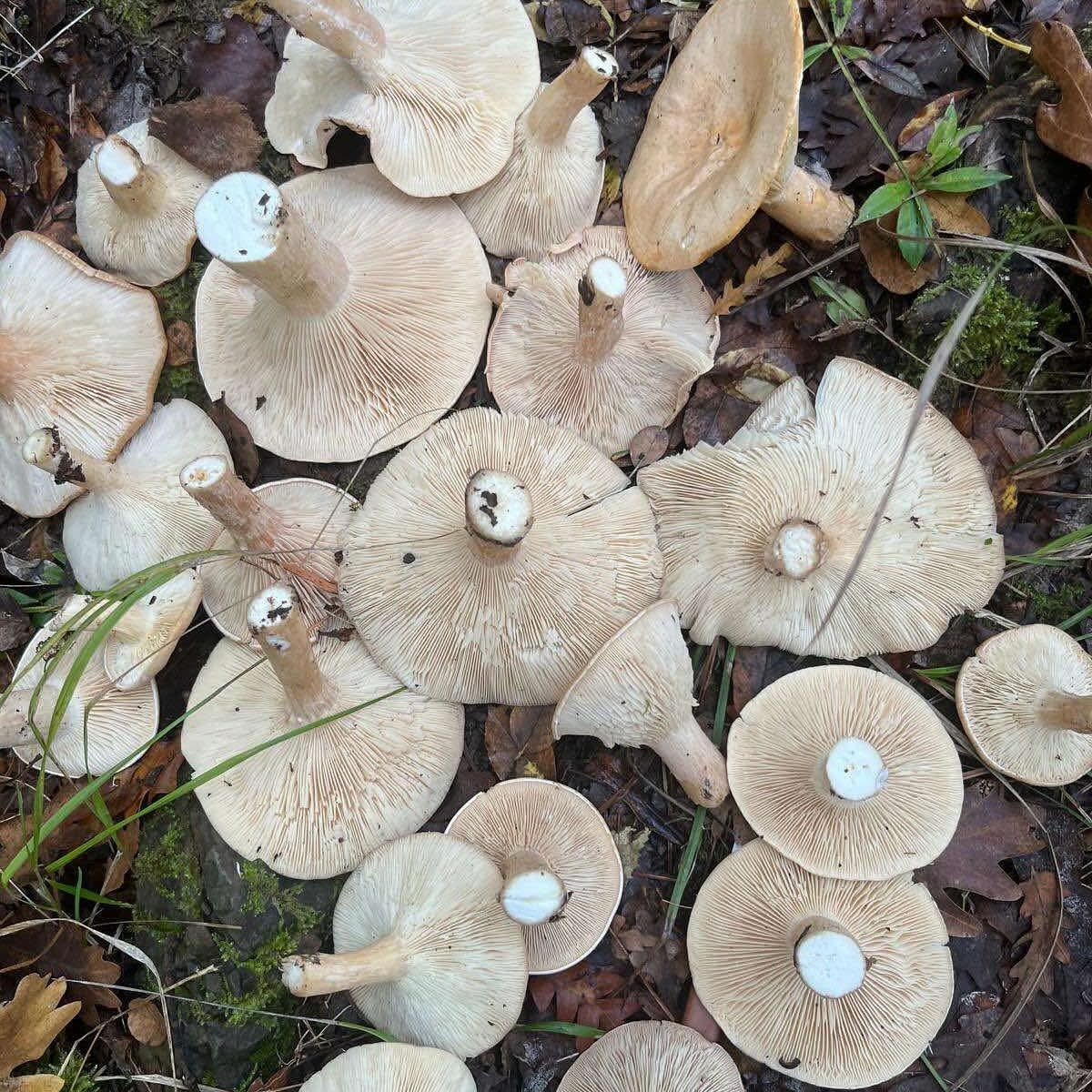 Kanlıca mantarı bereketi