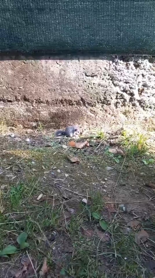 Karapürçek'te görüntülendi; Nesli tehlikede