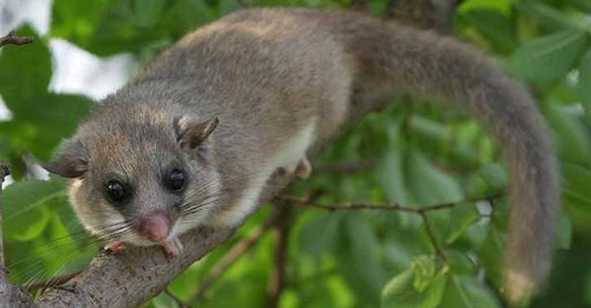 Karapürçek'te görüntülendi; Nesli tehlikede