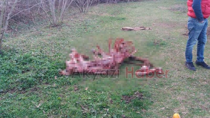 Karapürçek’te Kesilmiş At Bulundu