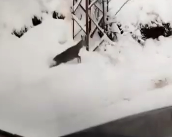 Karda Karaca Sürprizi