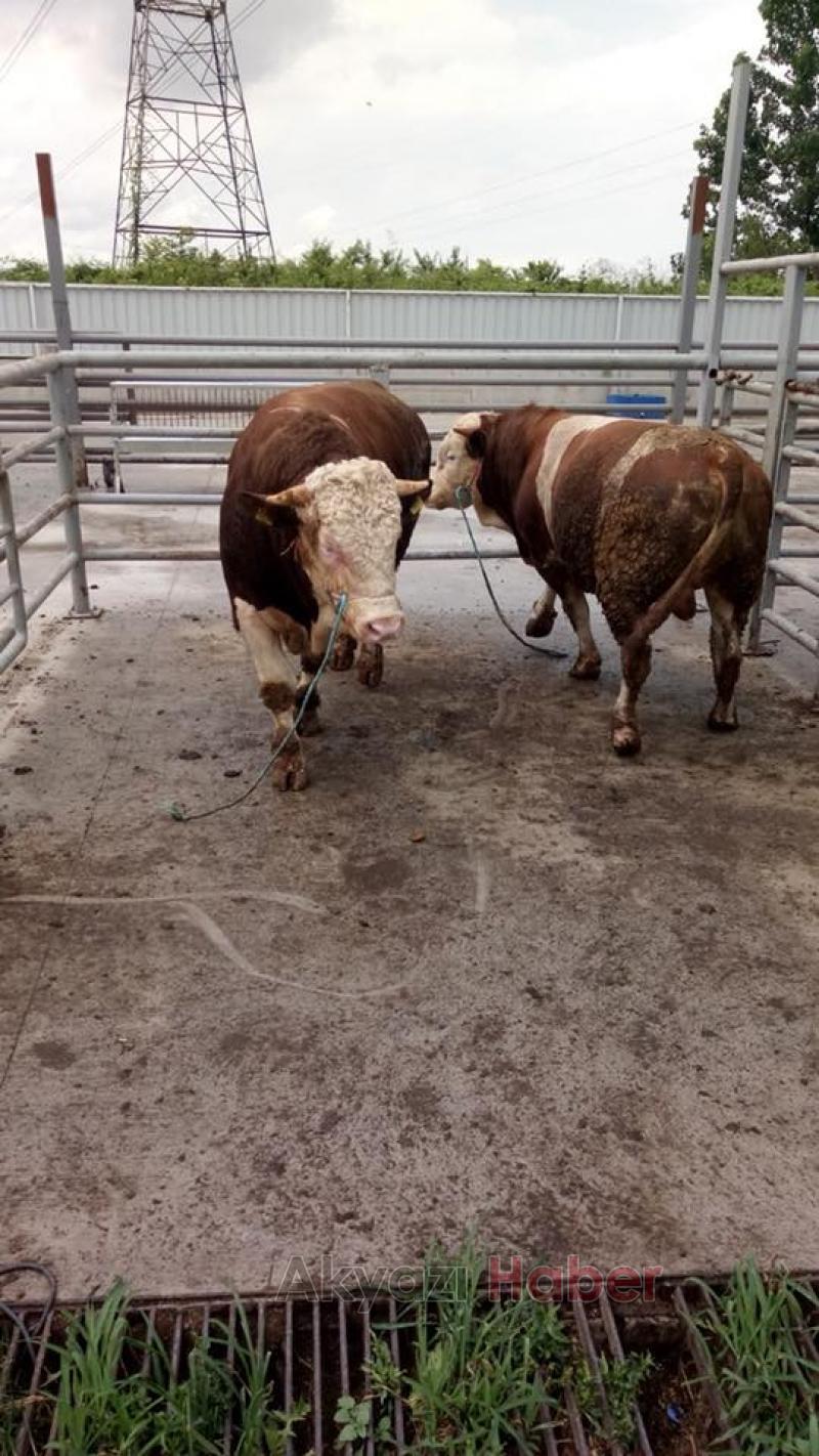  Kardeşler Besi Çiftliği'nde kurbanlık satışları devam ediyor