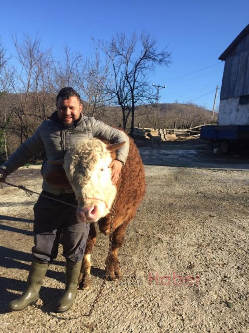  Kardeşler Besi Çiftliği'nde kurbanlık satışları devam ediyor