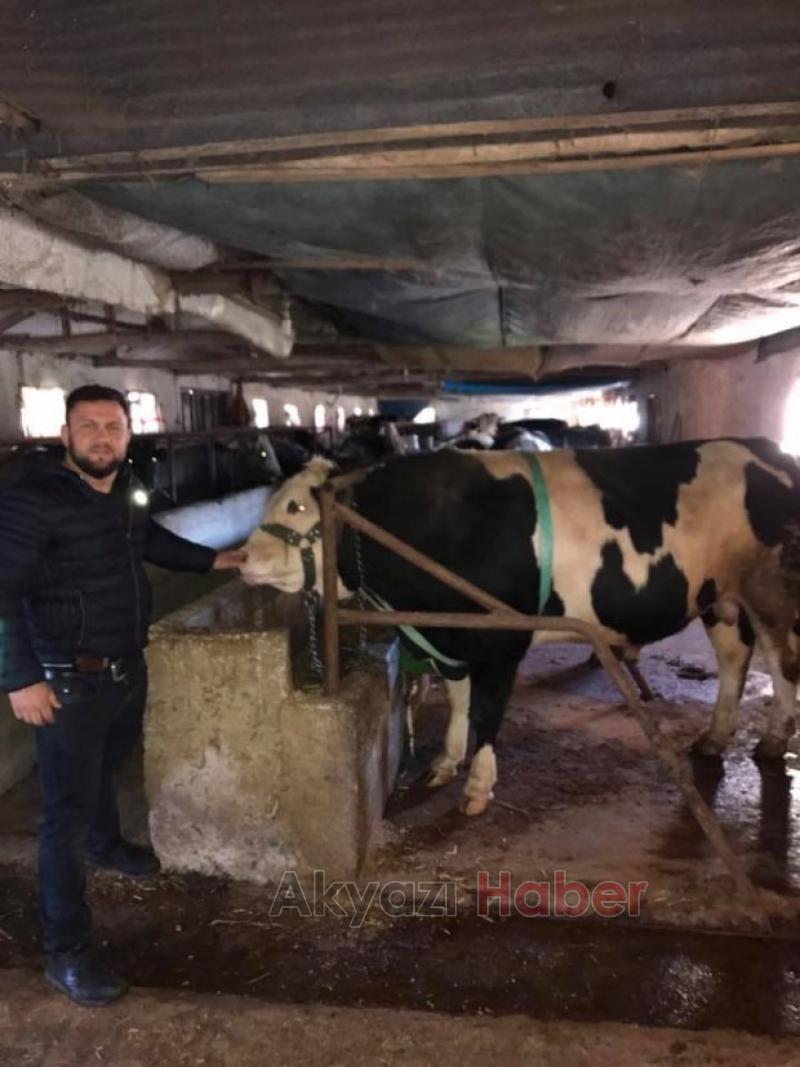  Kardeşler Besi Çiftliği'nde kurbanlık satışları devam ediyor