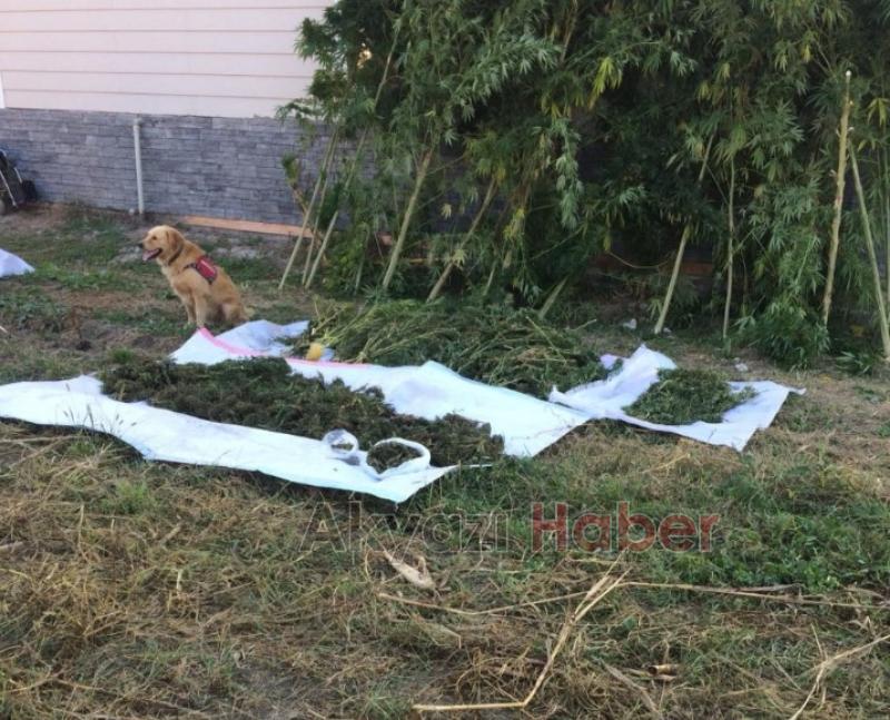 KARI KOCA KENEVİRCİ ÇIKTI 