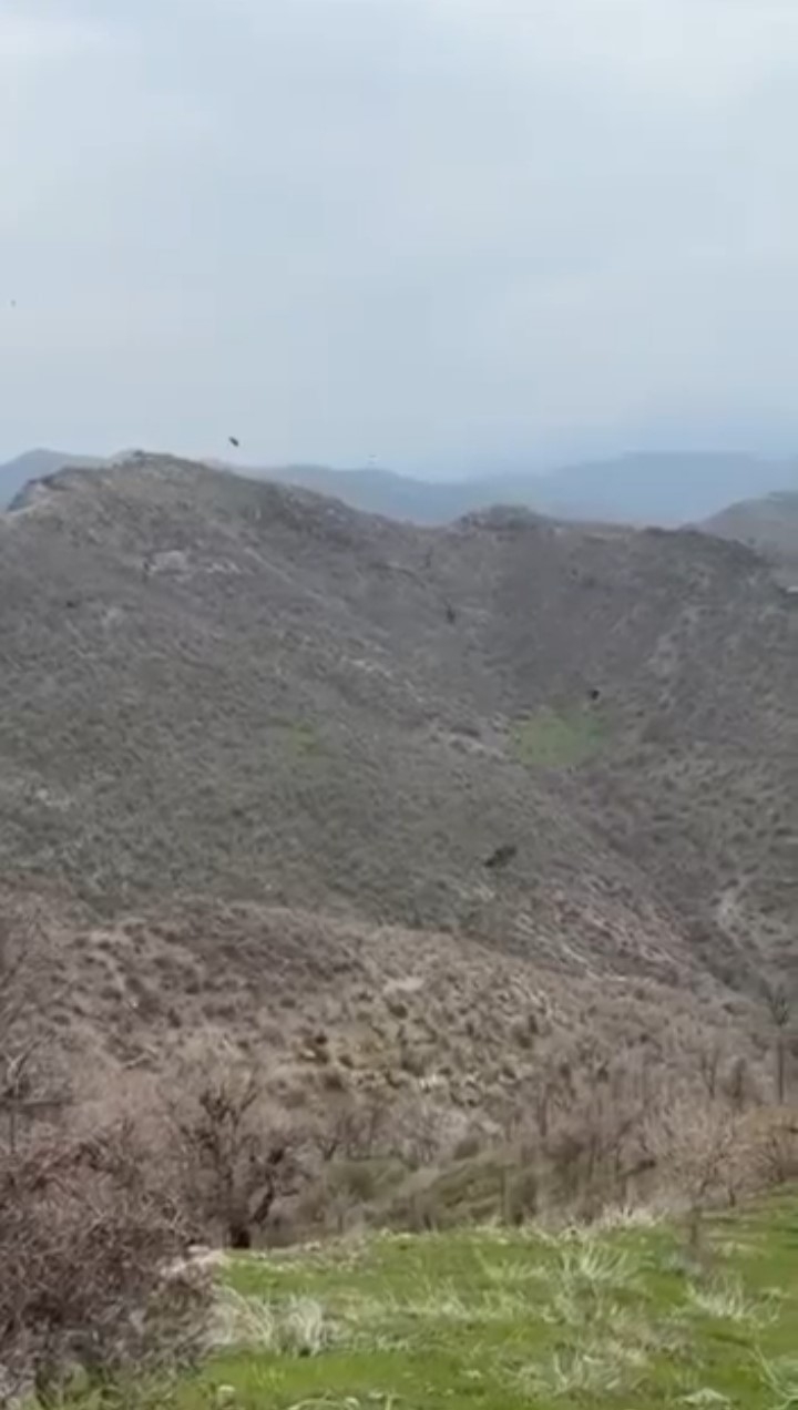 Kartal domuzu böyle avladı