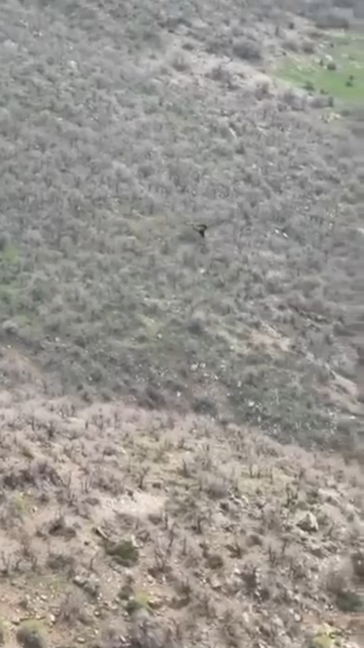 Kartal domuzu böyle avladı