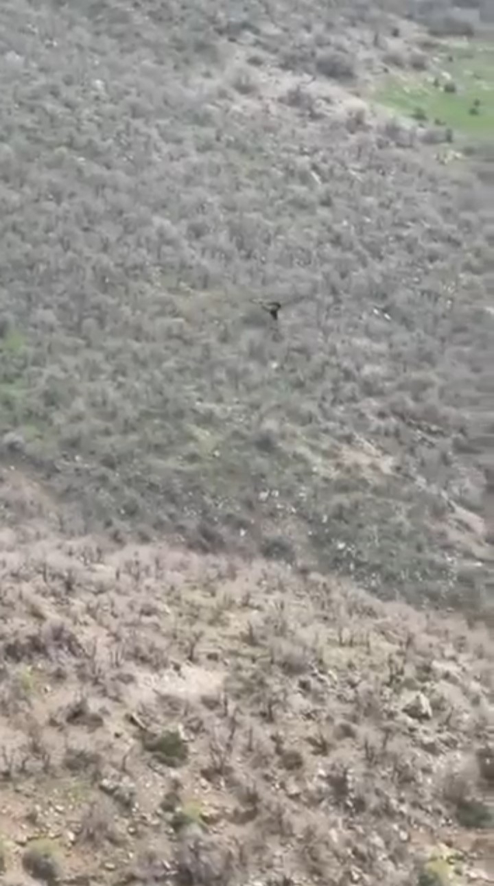 Kartal domuzu böyle avladı