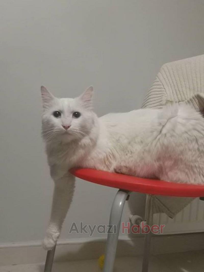 Kayıp kediyi sahibine teslim eden  Suriyeli aileden takdir toplayan davranış