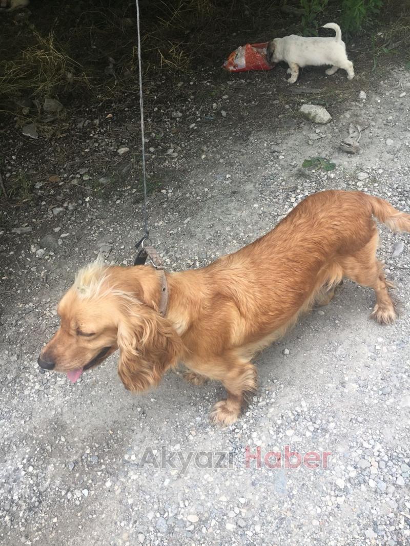 Kayıp Köpek Sahibi Arıyor