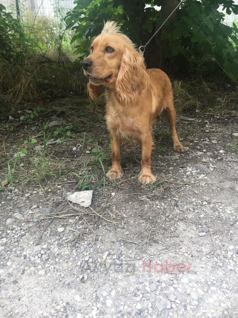 Kayıp Köpek Sahibi Arıyor