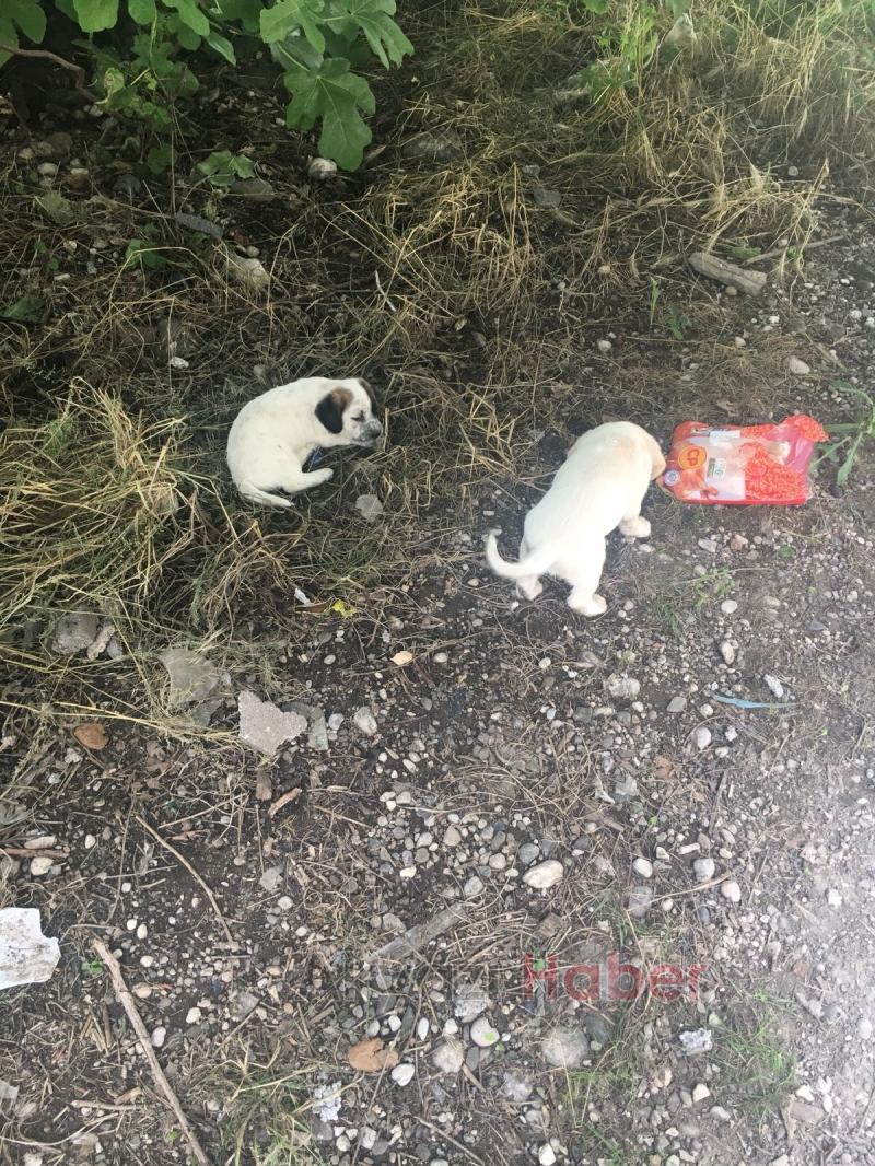 Kayıp Köpek Sahibi Arıyor