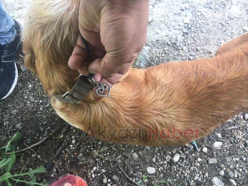 Kayıp Köpek Sahibi Arıyor