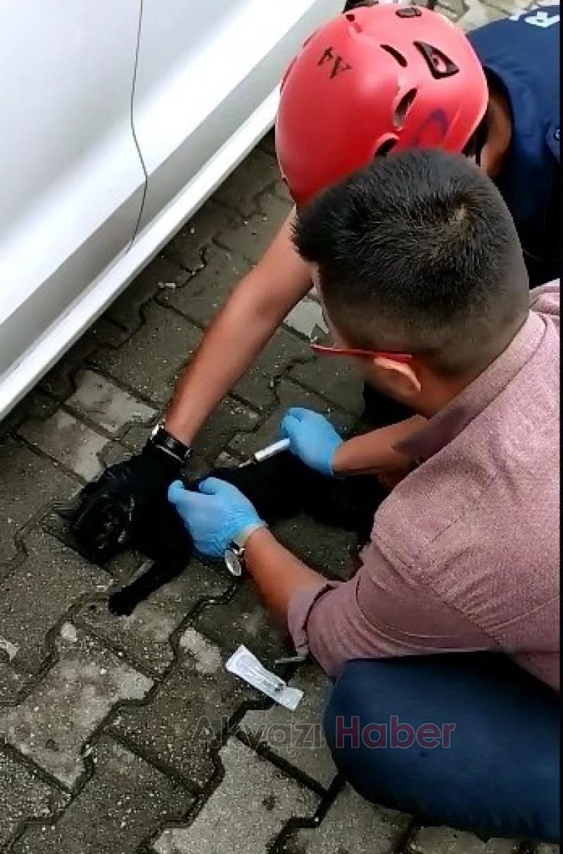 Kedi Aracın Motoruna Sıkıştı