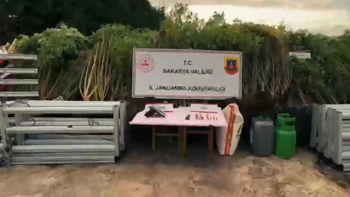 Kenevir tarlasını eve taşıdı: Operasyonla yakalandı