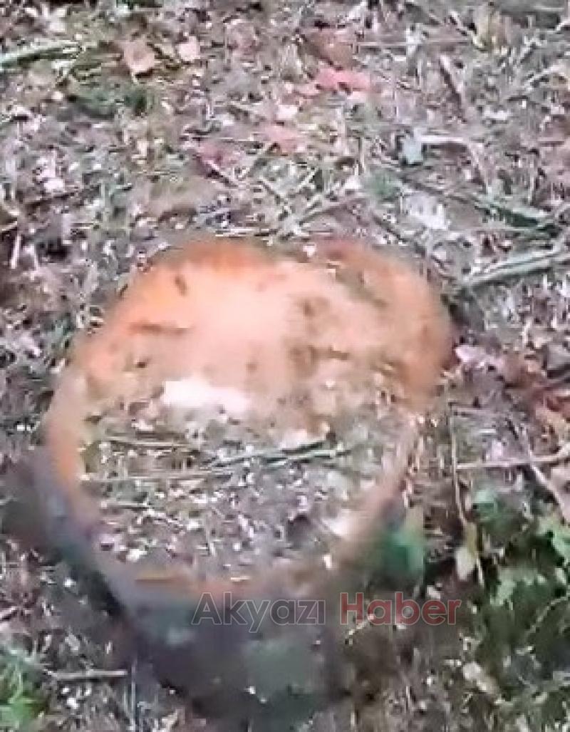 Keremali'de ağaç katliamı