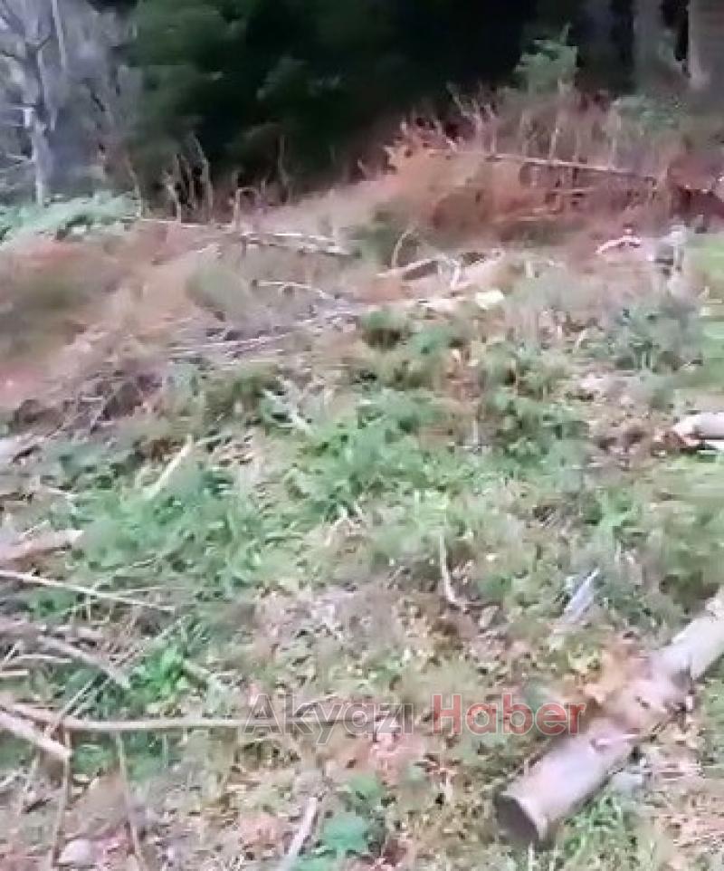 Keremali'de ağaç katliamı