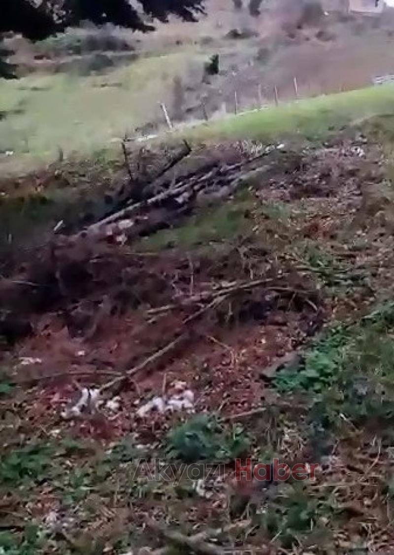 Keremali'de ağaç katliamı