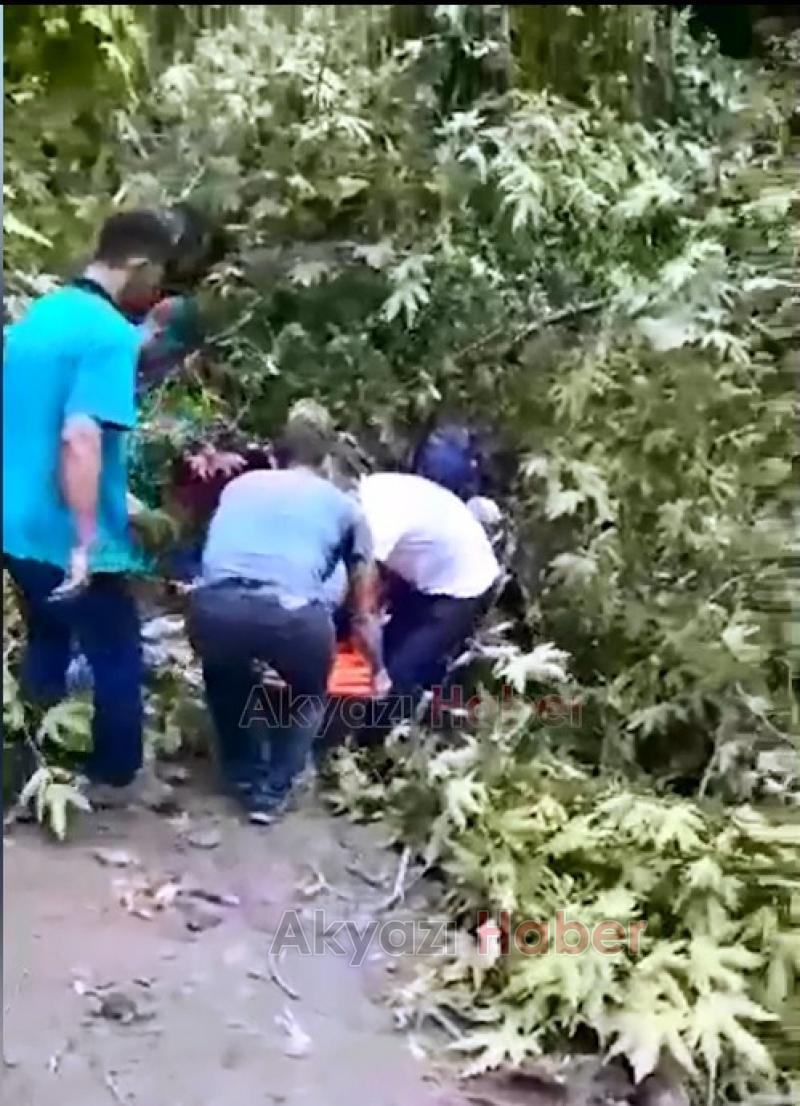 Kestiği ağacın altında kaldı Arı kovanları için yer açıyordu