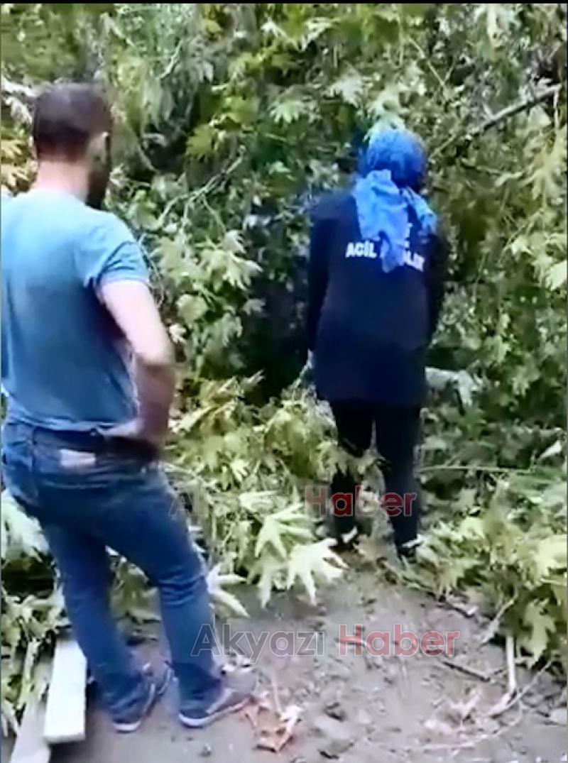 Kestiği ağacın altında kaldı Arı kovanları için yer açıyordu