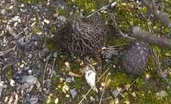 Kilosu 3 bin liraya satılıyor; Yanan ormanda topladı