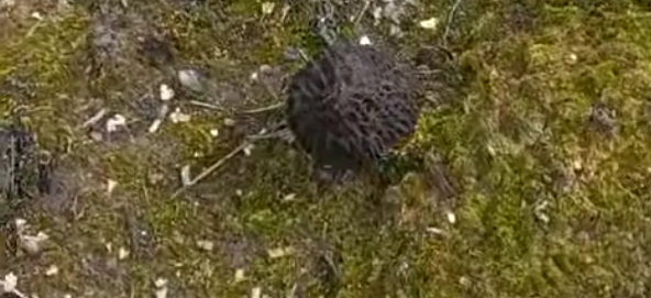 Kilosu 3 bin liraya satılıyor; Yanan ormanda topladı