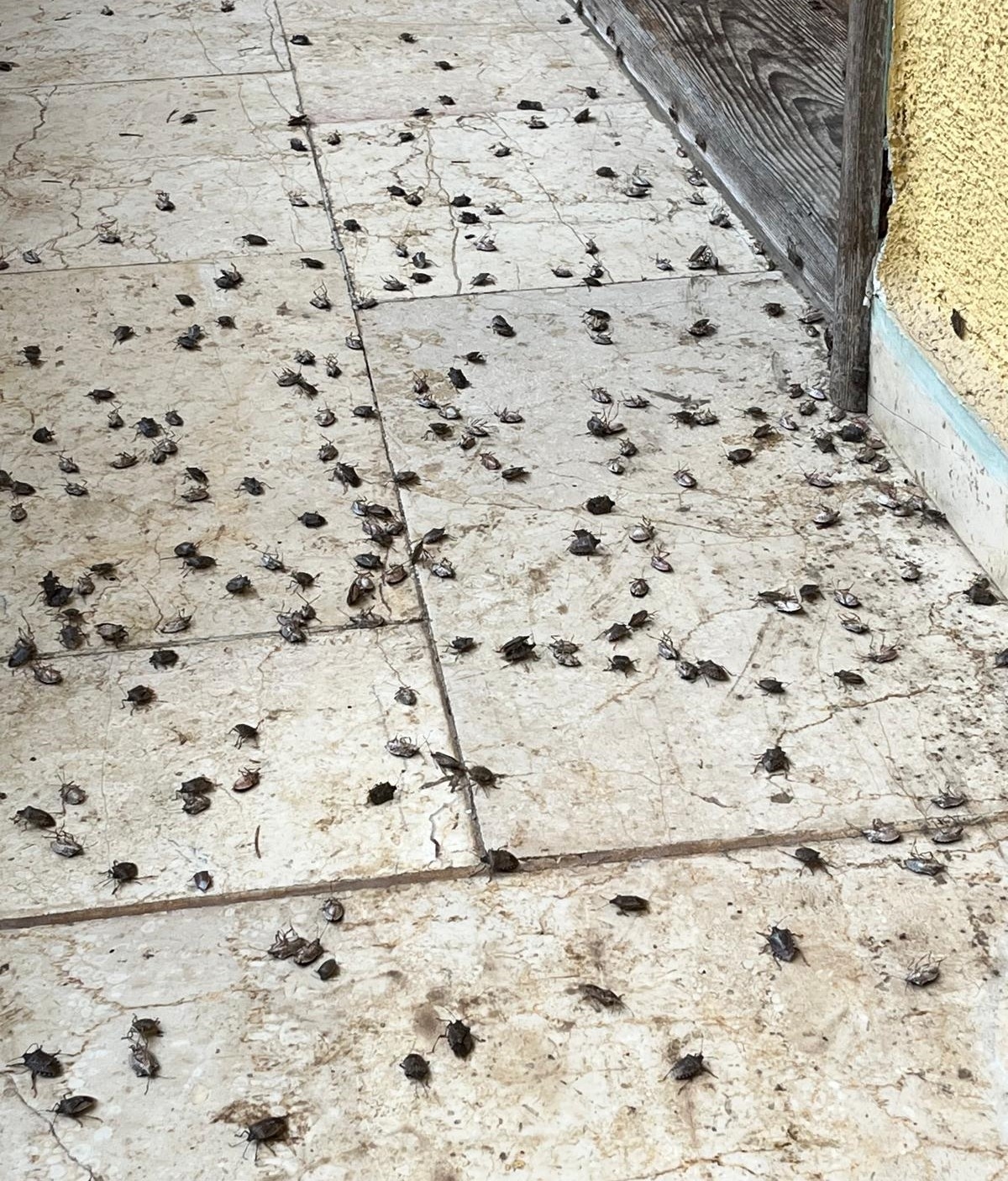 Kokarca kabusu son buldu