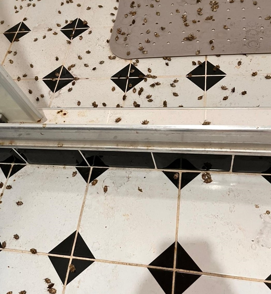 Kokarca kabusu son buldu