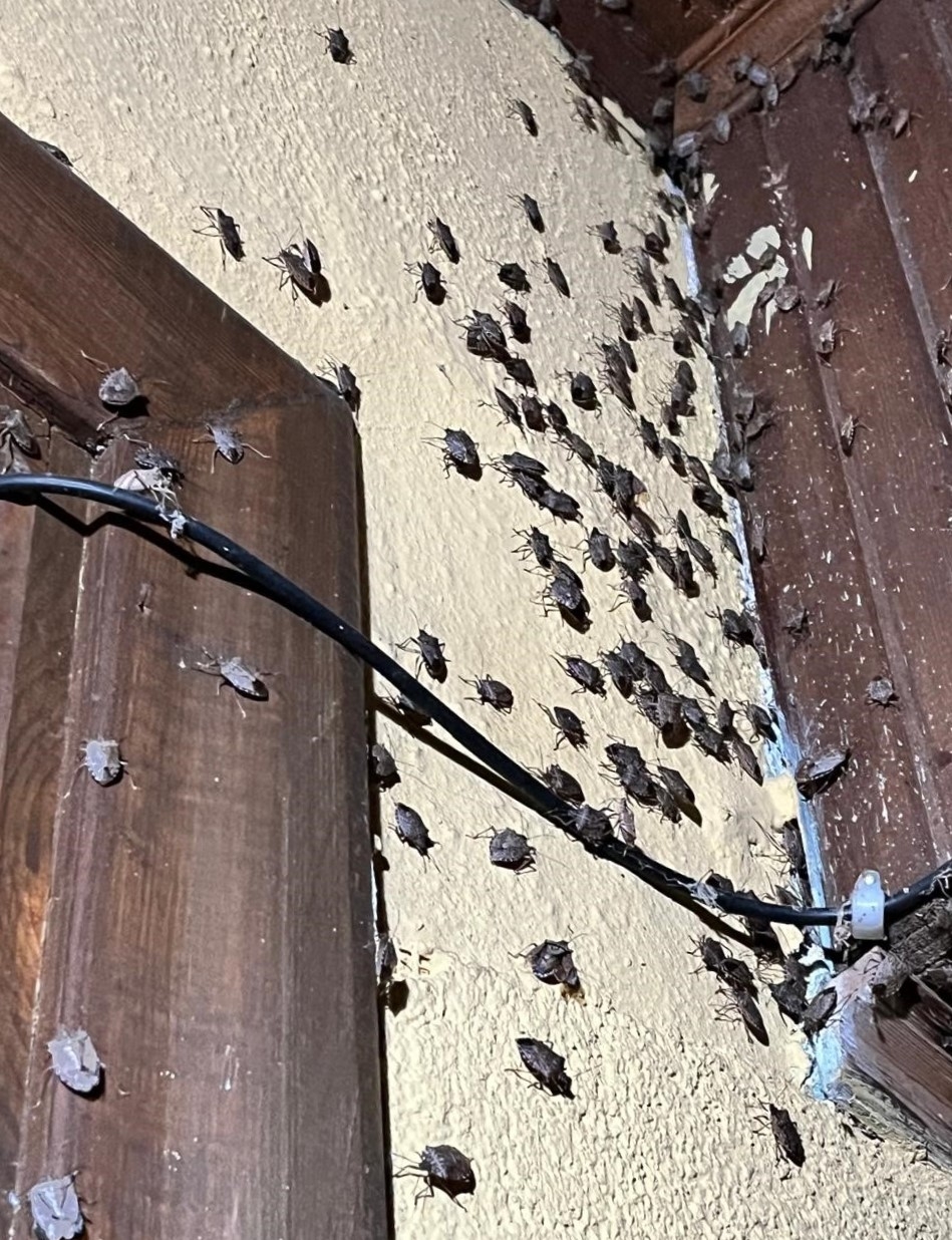 Kokarca kabusu son buldu