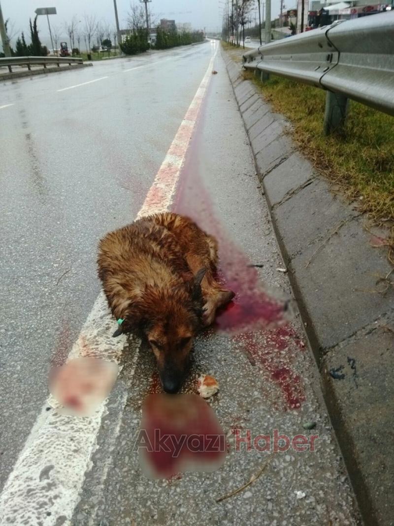 Köpeğe çarptı  plakasını olay yerinde düşürüp kaçtı 