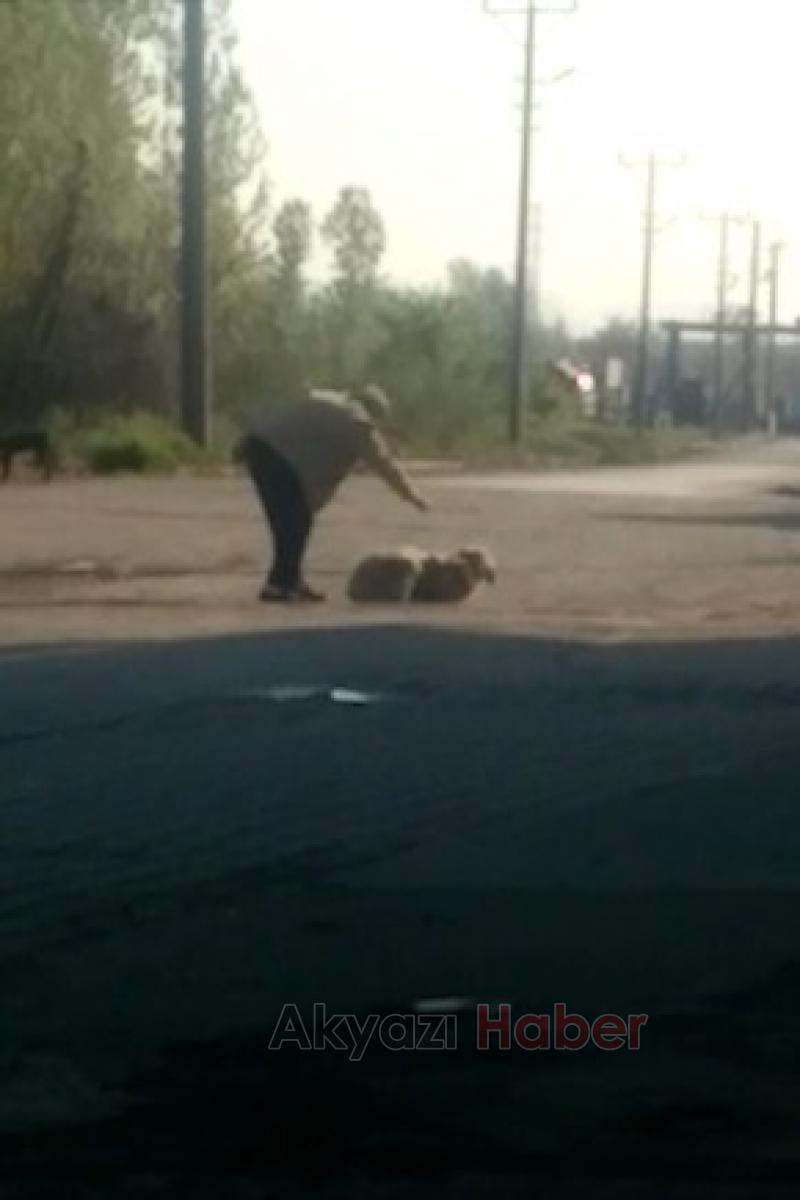 Köpeği Sopa İle Dövdü