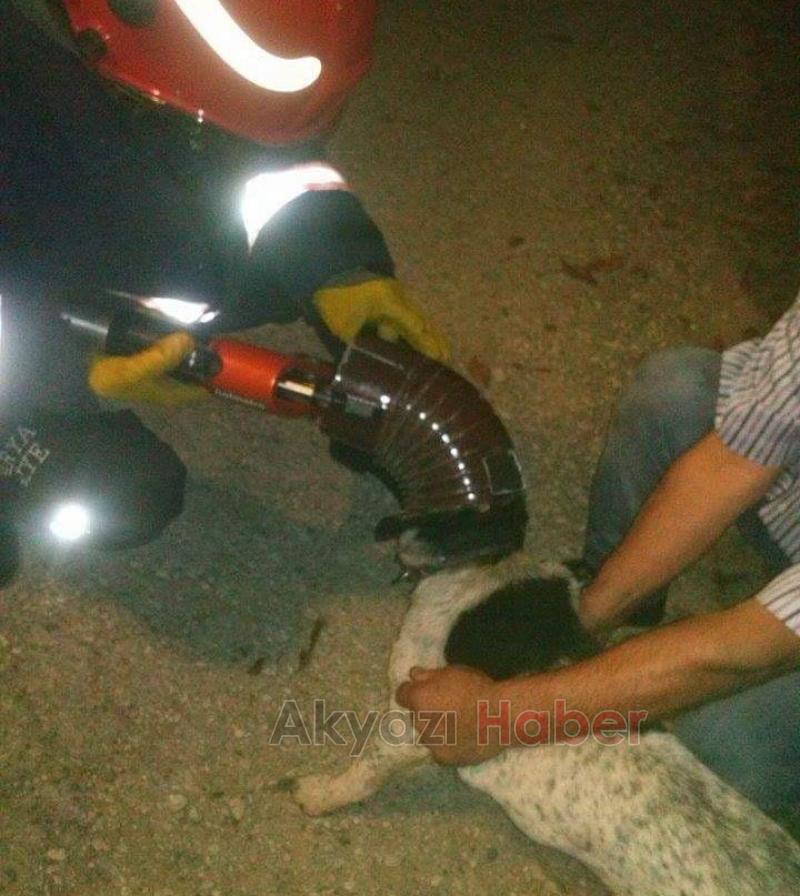 Köpek Kurtarma Operasyonu