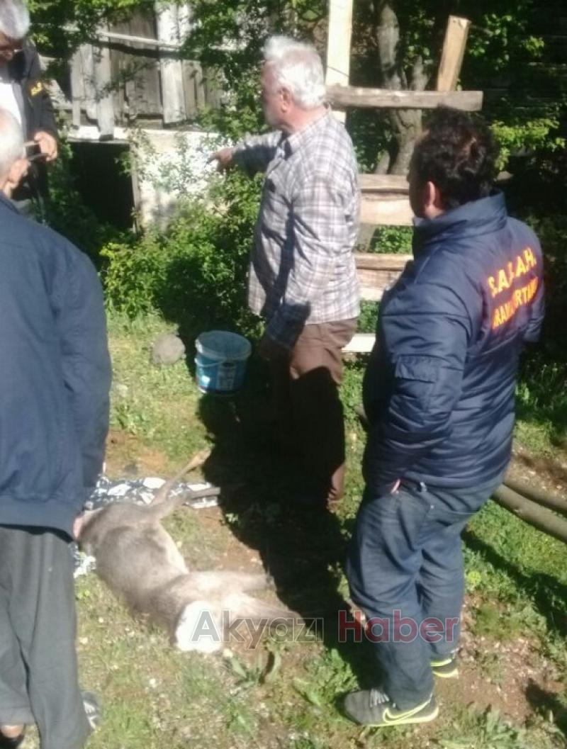 Köye İnen Karacaya Köpekler Saldırdı