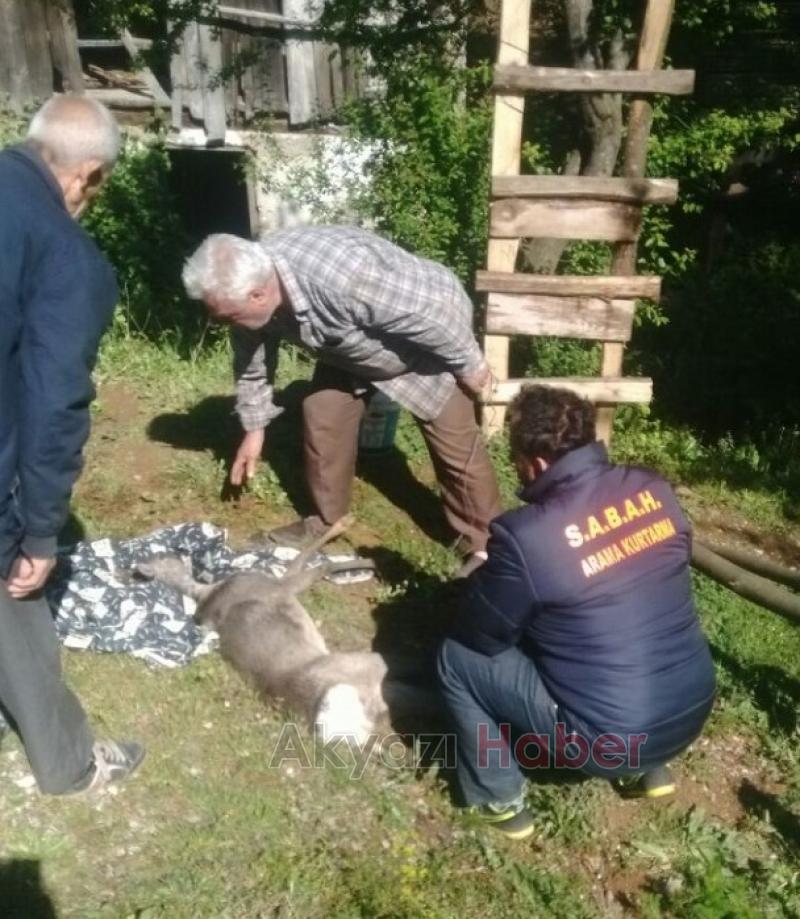 Köye İnen Karacaya Köpekler Saldırdı