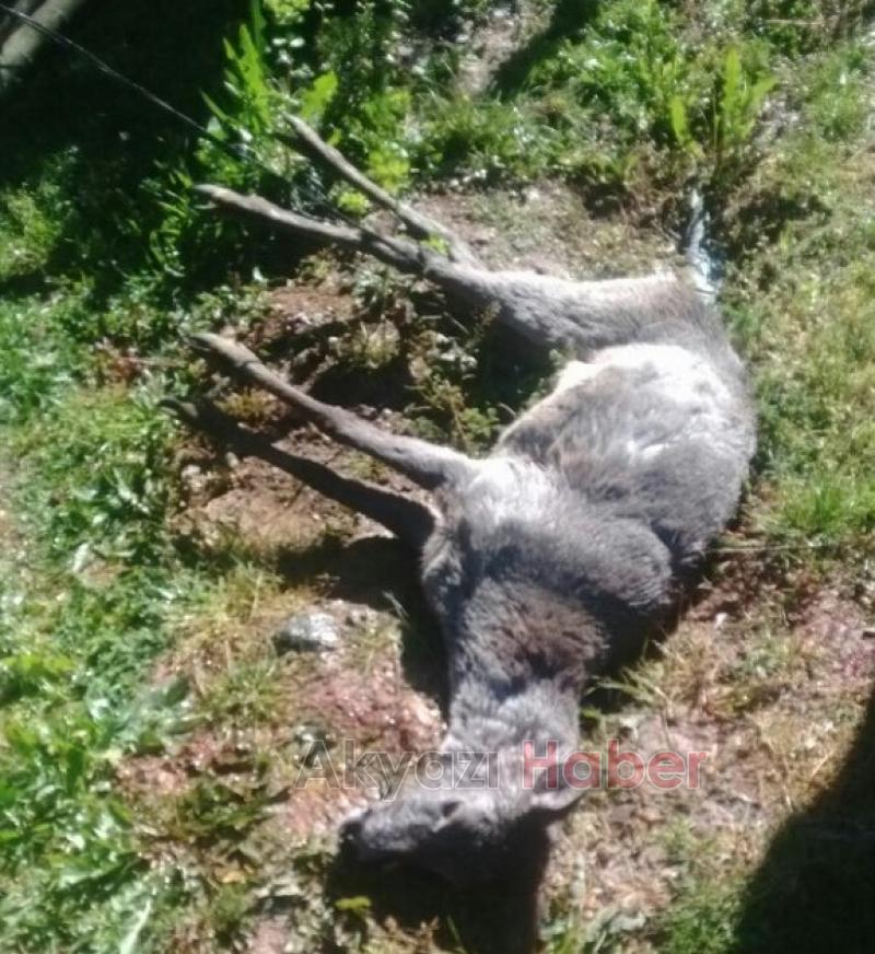 Köye İnen Karacaya Köpekler Saldırdı