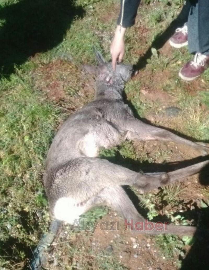 Köye İnen Karacaya Köpekler Saldırdı